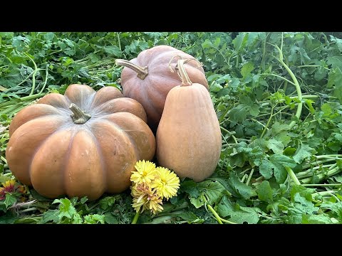 Видео: Бақша өсіру Асқабақ өсіру Қолдан ұрықтандыру