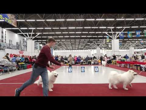 Видео: INTERNATIONAL DOG SHOW CACIB – FCI г. Тюмень «Кубок Дружбы - 2020» part 2