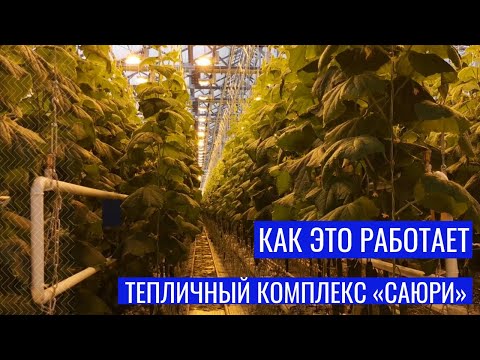 Видео: Как это работает. Тепличный комплекс «Саюри»