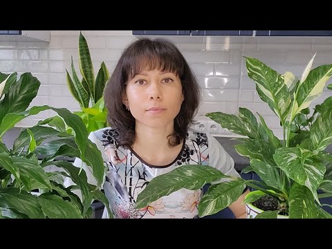 Видео: Спатифиллум (женское счастье). Правильный уход, полив, освещение, цветение, влажность воздуха.