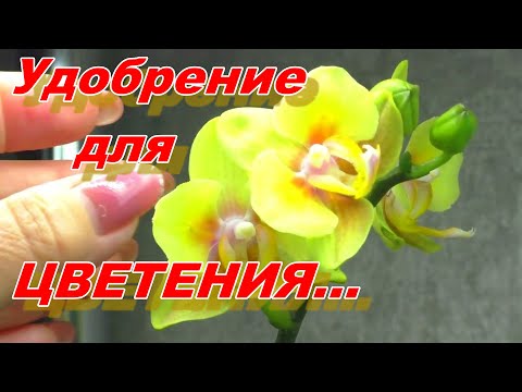 Видео: ТОЛЬКО ОДНО удобрение и НАЧАЛОСЬ ЛЕТНЕЕ ЦВЕТЕНИЕ ОРХИДЕЙ на новом стеллаже. "АМИНОСИЛ для Орхидей".