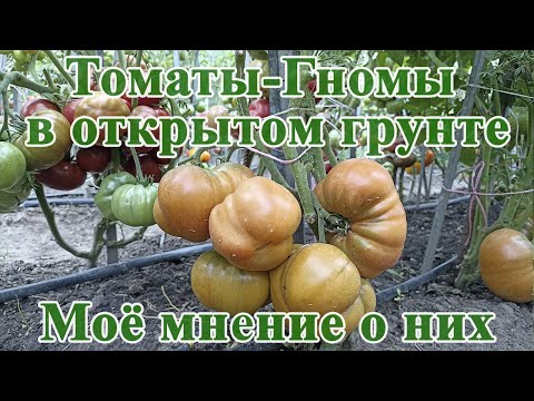 Видео: Томаты Гномы в открытом грунте  Моё мнение о них