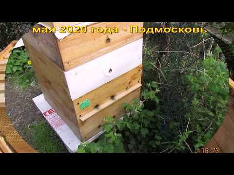 Видео: весеннее расширение расплодного гнезда пчел, одной вощиной, без использовании суши - часть 3