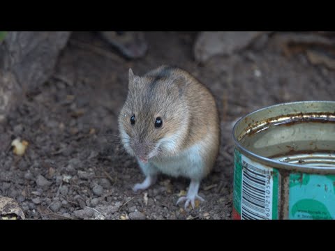 Видео: Немного о мышах. Зарисовка / A little bit about mice. The sketch