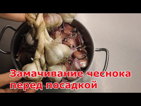 Видео: Что нужно сделать с чесноком перед посадкой. Способы.