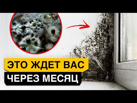 Видео: ОКНА НА ВЫБРОС, если появилась ПЛЕСЕНЬ! Как ИЗБАВИТЬСЯ от плесени в доме?
