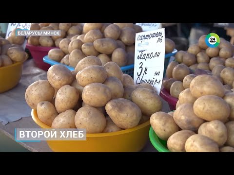 Видео: Урожай ранних сортов картофеля начали собирать в Беларуси