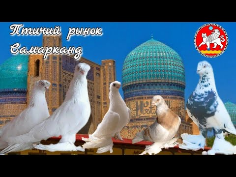 Видео: Птичий рынок. Город Самарканд. Хорошие голуби. Голубиный рай. Воскресный день. Узбекистан удивляет.