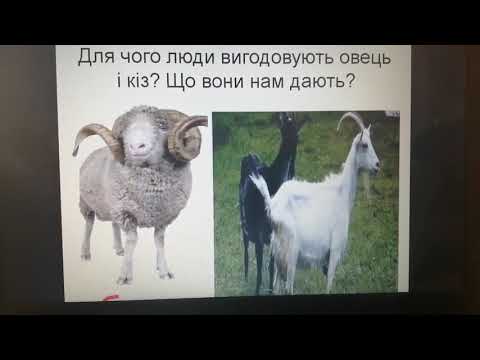 Видео: Природознавство  (3 клас). Свійські тварини.  Походження свійських тварин від диких