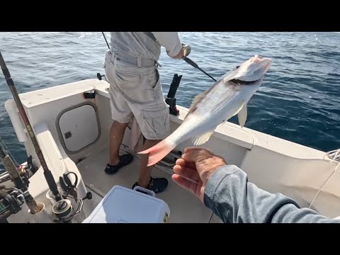Видео: Gulf of Mexico  Fishing What is it and what lives there?Рыбалка в Мексиканском заливе?