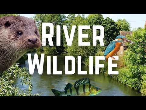 Видео: Какие дикие животные обитают в реках Великобритании?