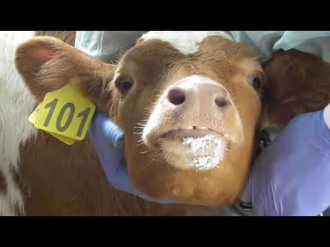 Видео: Клиническое исследование крупного рогатого скота