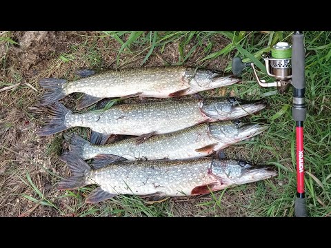 Видео: Щука река Днепр сплав