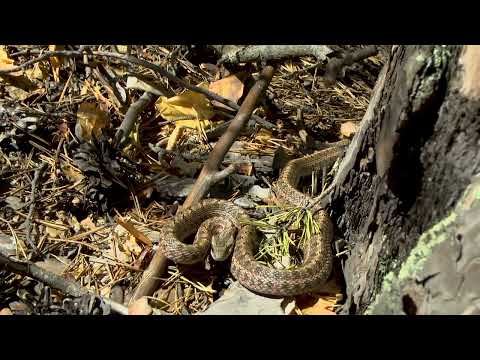 Видео: Каркаралинск.Неудачный поход на шайтан коль.Встреча со змеёй.