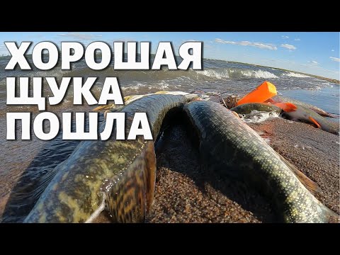 Видео: ХОРОШАЯ ЩУКА ПОШЛА на СПИННИНГ #рыбалка