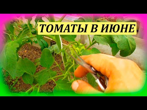 Видео: Помидоров будет много если так сделать. Формировка, полив, обработка для завязей и от болезней.