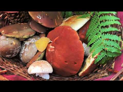 Видео: Собираем грибы. Увидели диких животных 