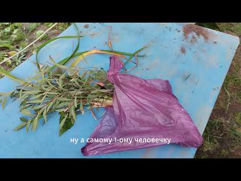 Видео: Лес нас не отпускает