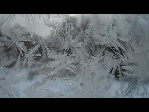 Видео: Русская зима на даче.  Зимовка роз под снегом.