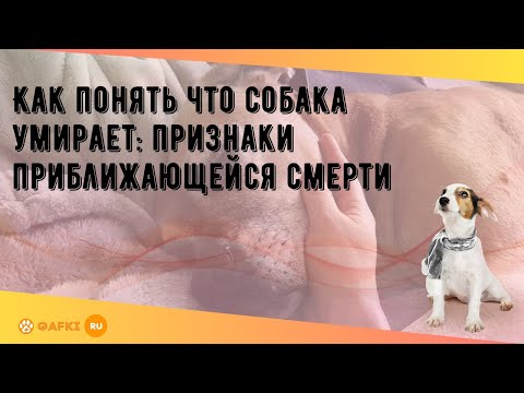 Видео: Как понять что собака умирает: признаки приближающейся смерти