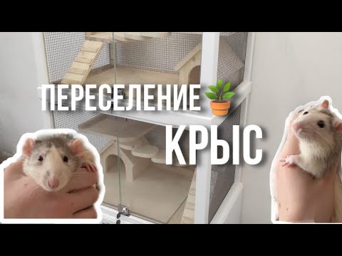 Видео: ПЕРЕСЕЛЕНИЕ КРЫС В НОВУЮ КЛЕТКУ🪴