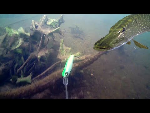 Видео: ТАКОЕ РЕДКО УВИДИШЬ! Рыбалка на спиннинг! Подводная съемка