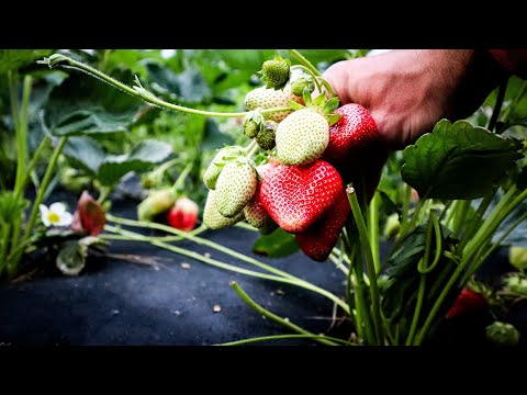 Видео: Ягоди,як Карасі з долоню- Невідомий МЕГА СОРТ полуниці
