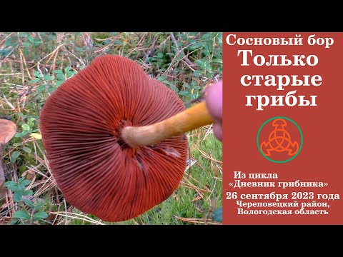 Видео: Сосновый бор. Только старые грибы! .. Дневник грибника 26 сентября 2023 года.