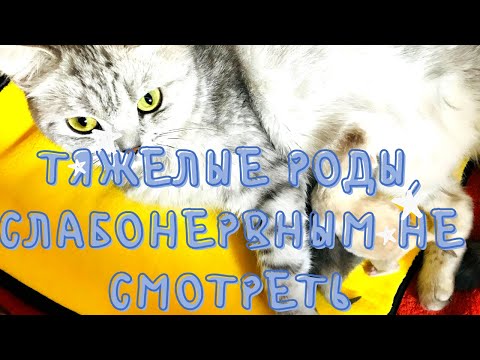 Видео: 😟😒😕ТЯЖЕЛЫЕ РОДЫ,ПОТЕРЯЛИ ДВУХ КОТЯТ🐱🐱МАША ОЧЕНЬ ГРУСТНАЯ😢☹️😟