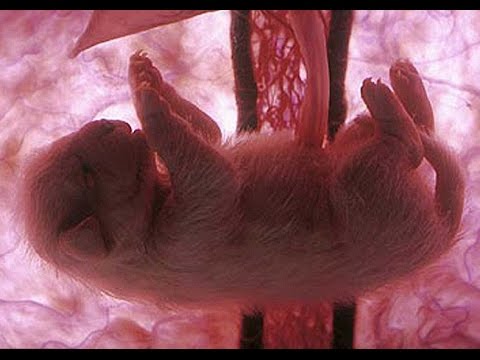Видео: Развитие собаки в утробе. От зачатия до рождения.