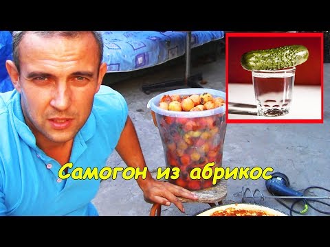 Видео: Самогон из абрикос