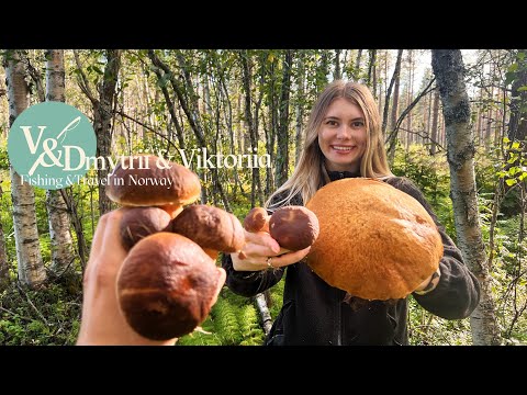 Видео: 🌲 Грибы-гиганты в норвежском лесу! Поход за грибами в Заполярье 🍄