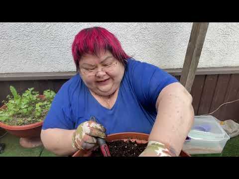 Видео: ПРОШЛОГОДНИЙ ГРУНТ В ВАЗОНАХ. Что делаю