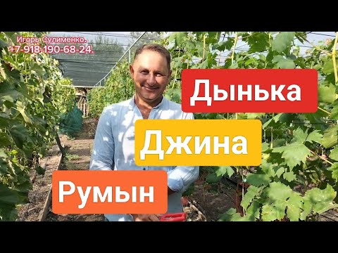 Видео: Дынька, Джина, Румын.