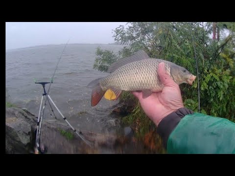 Видео: Ловля коропа(сазана)/карася/плотви на Дніпрі.Тяжкі погодні умови не завадили риболовлі.#2022 #днепр