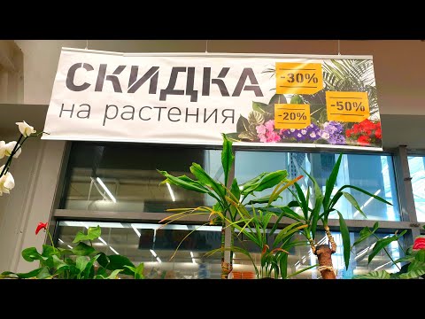 Видео: Уцененные  Цветочки в Бауцентре⚘🌿🪴(цены..,однако)🙈