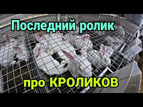 Видео: Снова КРОЛИКИ и снова КРОЛЬЧАТНИК