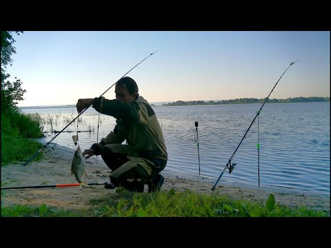 Видео: Волжские заливы.Каменка Разнежье.рыбалка на фидер.