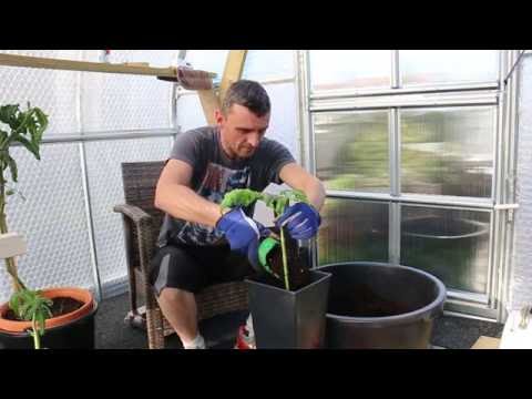 Видео: Разсаждане на домат от израстък