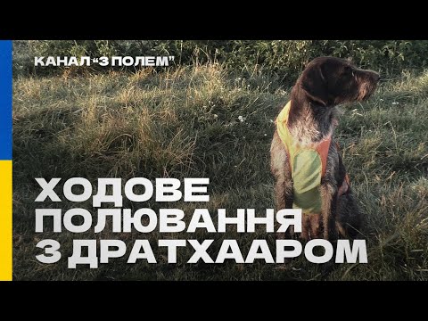 Видео: Ходове полювання з дратхааром Налою на качку та болотно-лугову дичину