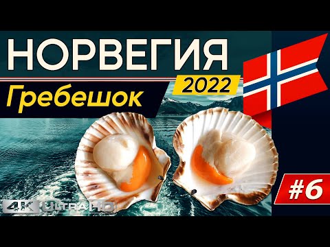 Видео: Ныряем и собераем крупного гребешка.Подводная охота в Норвегии.