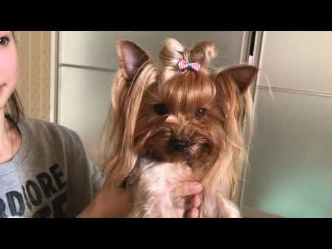 Видео: 10 ПРИЧЕСОК ДЛЯ ЙОРКШИРСКОГО ТЕРЬЕРА🐶Часть1