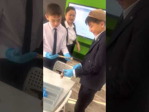 Видео: Stem сабак