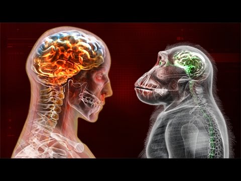 Видео: ОБЕЗЬЯНЫ ЭВОЛЮЦИОНИРУЮТ ► Plague Inc: Evolved #17