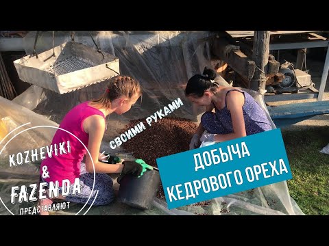 Видео: Добыча кедрового ореха на Урале.