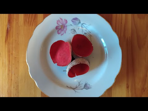 Видео: Саркосцифа австрийская (Sarcoscypha austriaca). Гриб в лесу, при приготовлении и на вкус.