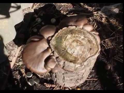 Видео: Выращивание вешенки на пеньках (Часть 2) РЕЗУЛЬТАТ.