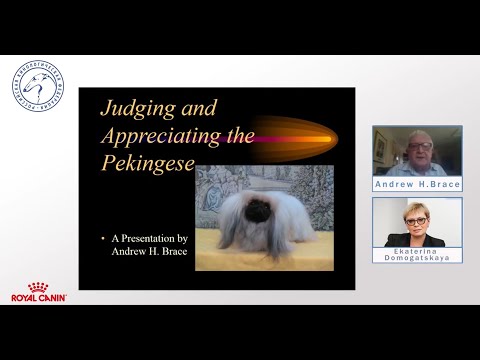 Видео: Пекинес | «Ответственное собаководство онлайн»