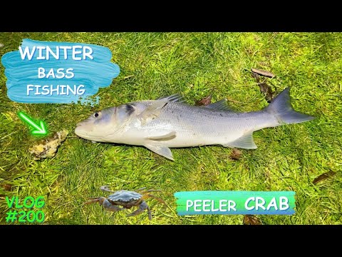 Видео: Морская рыбалка в Великобритании | Зимняя рыбалка на окуня | Подборка крабов-чистильщиков | Видео...