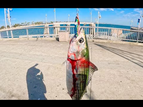 Видео: невероятные бонито-боилы на пирсе Белмонт